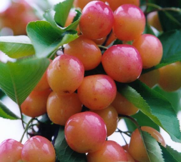 �������ڎ��