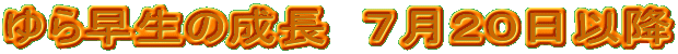 ゆら早生の成長 7月20日以降