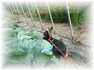 わくわくキャベツ畑