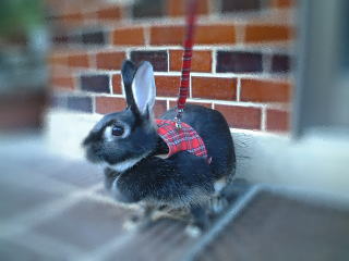 秋探しにお出かけぴ♪