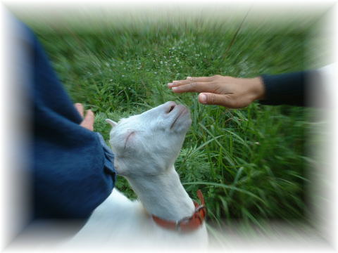 目を細めるヒラメちゃん