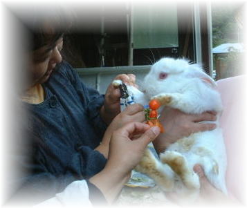 うさ爺の爪切り