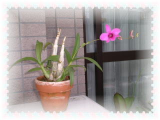 ピンクのミニデンファレ