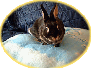 �͂��߂܂��ā@�~���g�j�A�ł�