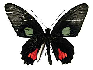 ウェルトゥムヌスマエモンジャコウアゲハ♂表