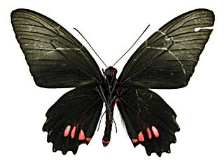 ウェルトゥムヌスマエモンジャコウアゲハ♂裏