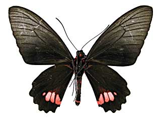 ウェルトゥムヌスマエモンジャコウアゲハ♂裏