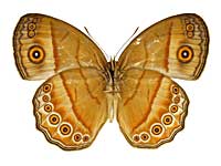 �t�X�J�R�W���m������