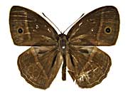 �T���K�C�J�R�W���m�����\