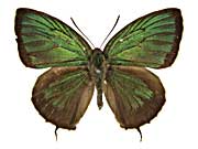 �G�E�����v�X�����T�L�V�W�~���\