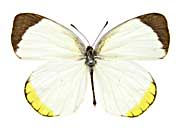 �s�A���L�`���E���\