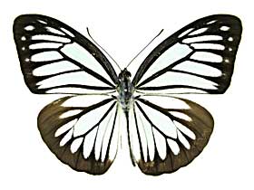 �A�i�C�X�A�T�M�V���`���E���\