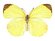 sp3�L�`���E���\