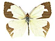 ���L�V�J�i�L�`���E���\