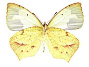 ���L�V�J�i�L�`���E����