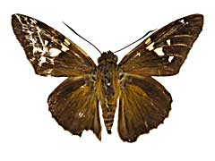 sp2�M�������Z�Z�����\