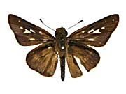 ���J�X�z�\�`���o�l�Z�Z�����\