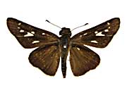 ���J�X�z�\�`���o�l�Z�Z�����\