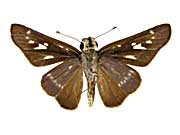 ���J�X�z�\�`���o�l�Z�Z������