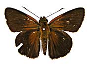 �~���e�B�A�X�L�J�U���Z�Z�����\