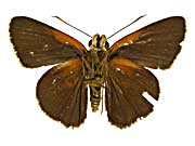 �~���e�B�A�X�L�J�U���Z�Z�����\