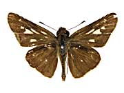 �V���E�B�R���z�\�`���o�l�Z�Z�����\