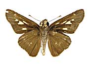 �V���E�B�R���z�\�`���o�l�Z�Z������