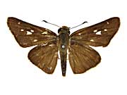 �w�P�{���X�z�\�`���o�l�Z�Z�����\