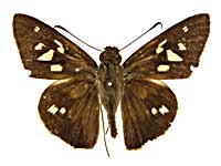 �����M���X�g���X�l�E�X�~�Z�Z�����\