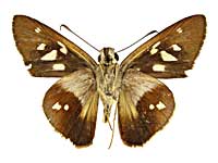 �����M���X�g���X�l�E�X�~�Z�Z������