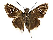 �h���b�X�X�I�i�K�Z�Z�����\