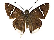 �h���b�X�X�I�i�K�Z�Z�����\