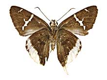 �h���b�X�X�I�i�K�Z�Z������