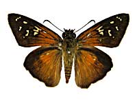 �J���y�X�g���X�E�X�o�L�}�_���Z�Z�����\