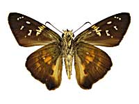 �J���y�X�g���X�E�X�o�L�}�_���Z�Z������