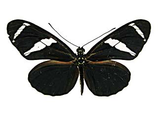 �A���e�B�I�N�X�h�N�`���E���\