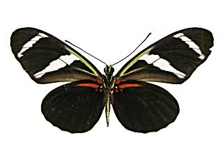 �A���e�B�I�N�X�h�N�`���E����