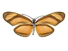 ���r�A�q���h�N�`���E����