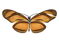 ���r�A�q���h�N�`���E����