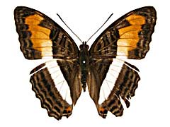 �v���T�E���C�`�����W�^�e�n���\