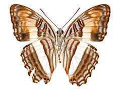 �v���T�E���C�`�����W�^�e�n����