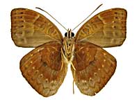 �C���P���^�q���{�J�V�^�e�n����