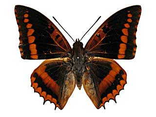 ���N���e�B�E�X�t�^�I���\