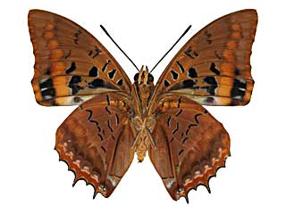 ���N���e�B�E�X�t�^�I����