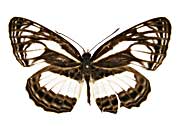 ���e�b���~�~�X�W���\