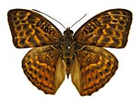 アブソロンチャボカシタテハ♂表