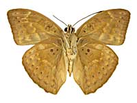 アブソロンチャボカシタテハ♂裏