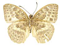 テンティリスチャボカシタテハ♀裏