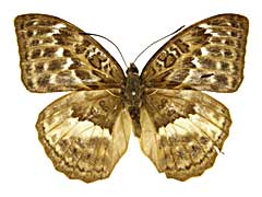 アブソロンチャボカシタテハ♀表