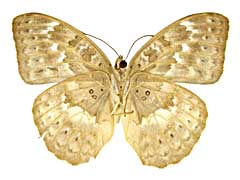 アブソロンチャボカシタテハ♀裏